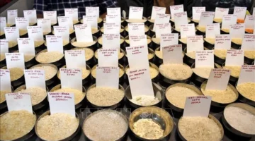 تقلبات تكاليف النقل تدفع أسعار الأرز الهندي والتايلاندي نحو تراجع ملحوظ في الأسواق